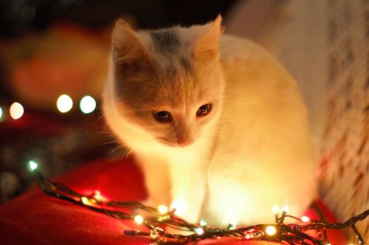 Kat der kigger på julelys