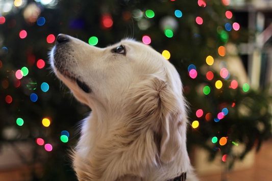 Sød hund foran et juletræ